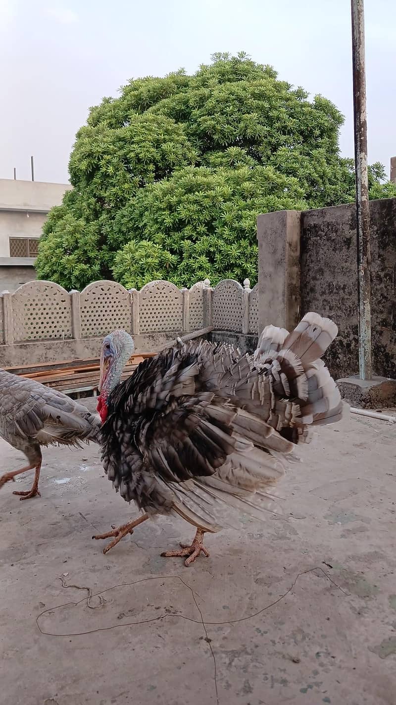 turkey bird 1