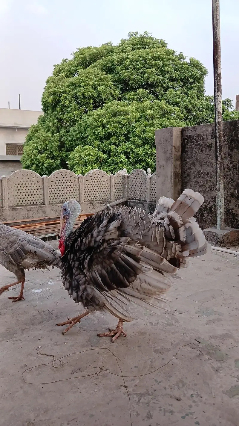 turkey bird — photo 2