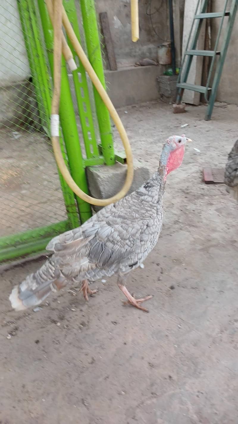 turkey bird 2