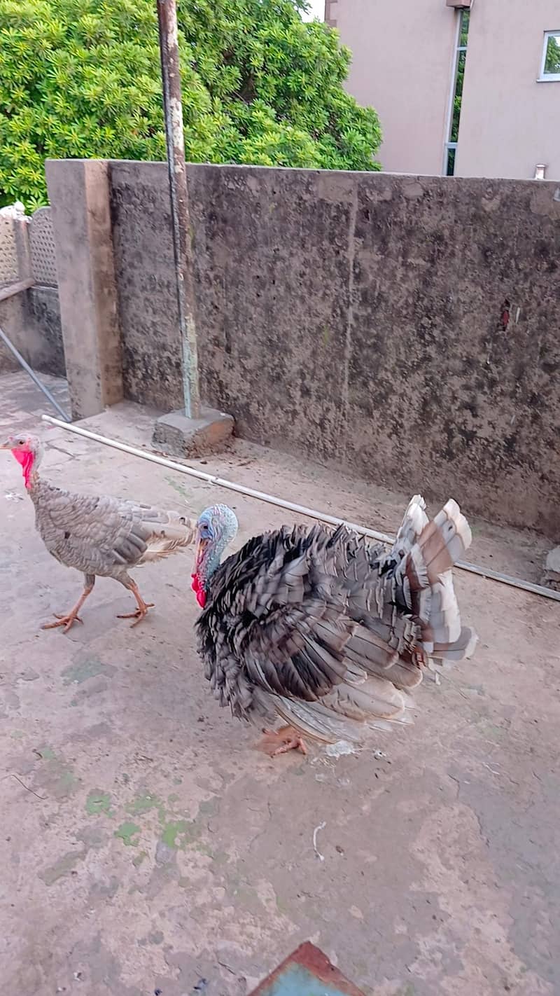 turkey bird 3