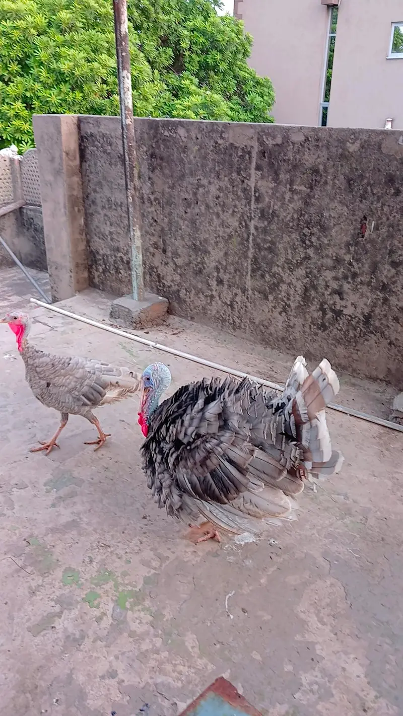 turkey bird — photo 4