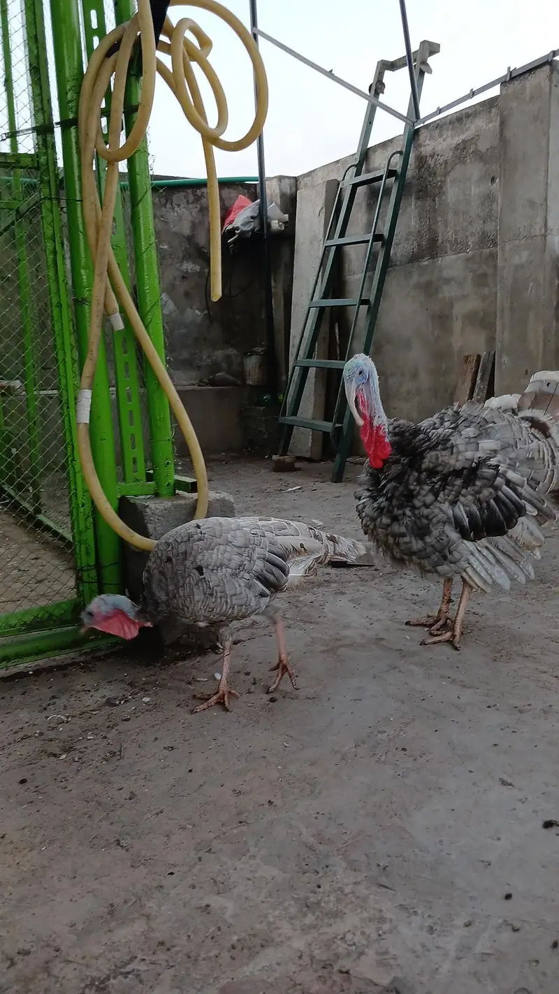 turkey bird — photo 5