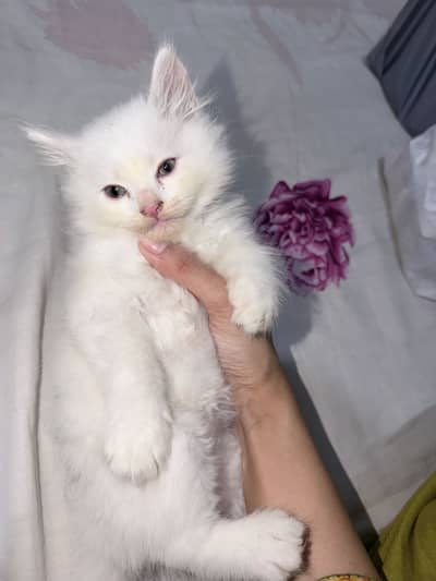 Cute and active male kitten for sale