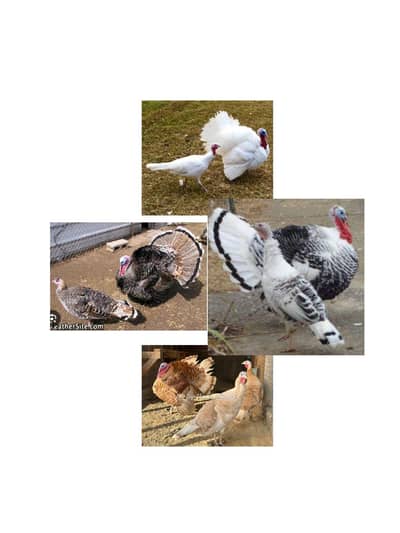 Turkey Pathy