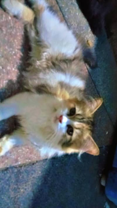 beautiful persion cat triple coated phone number 03147670258