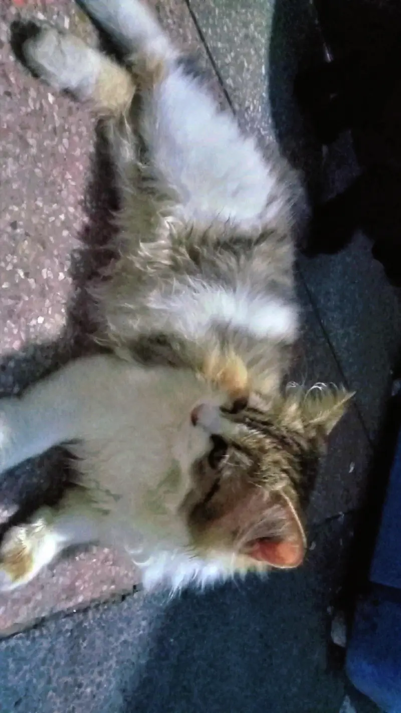 beautiful persion cat triple coated phone number 03147670258 — photo 2