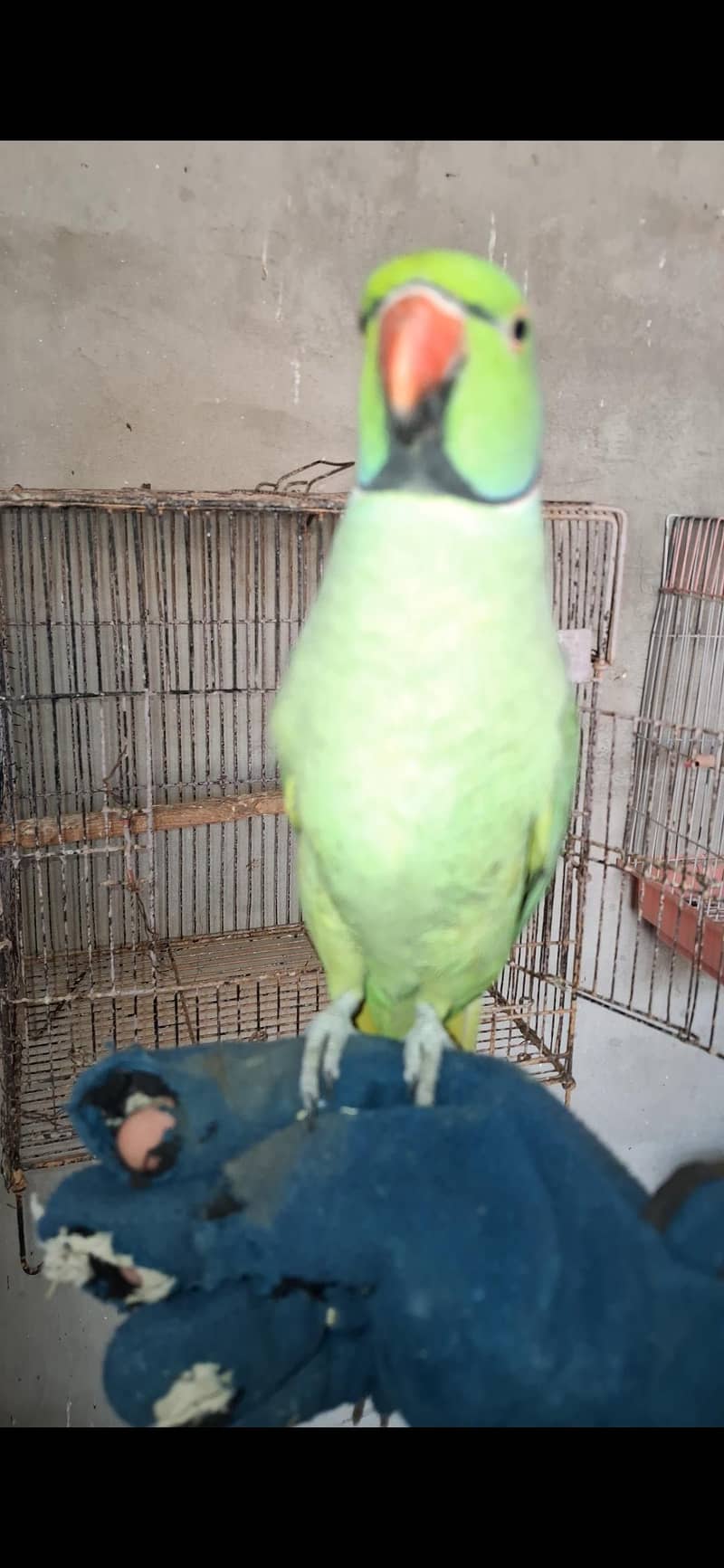 Talking Green Ringneck 1