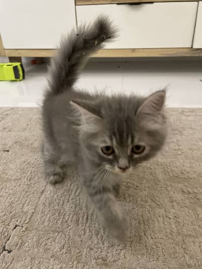 Persian cat 3 months Kitten for sale