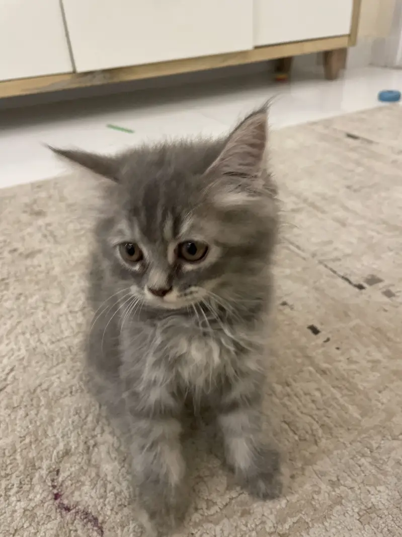 Persian cat 3 months Kitten for sale — photo 2