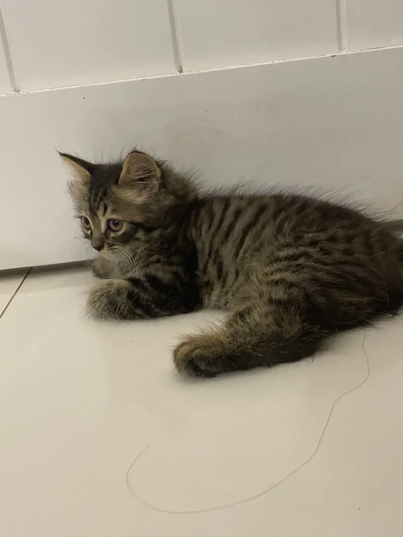 Persian cat 3 months Kitten for sale — photo 3