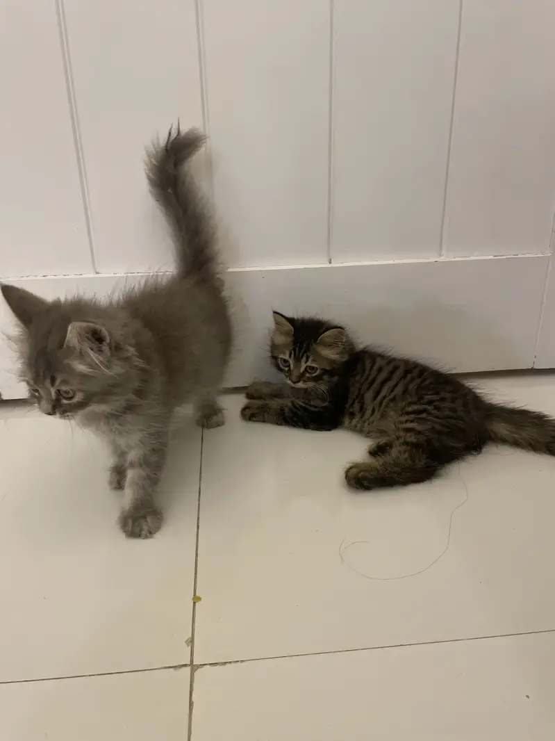 Persian cat 3 months Kitten for sale — photo 4