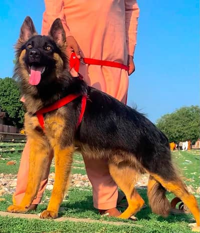 German Shepherd Dabal coat Male for sale available