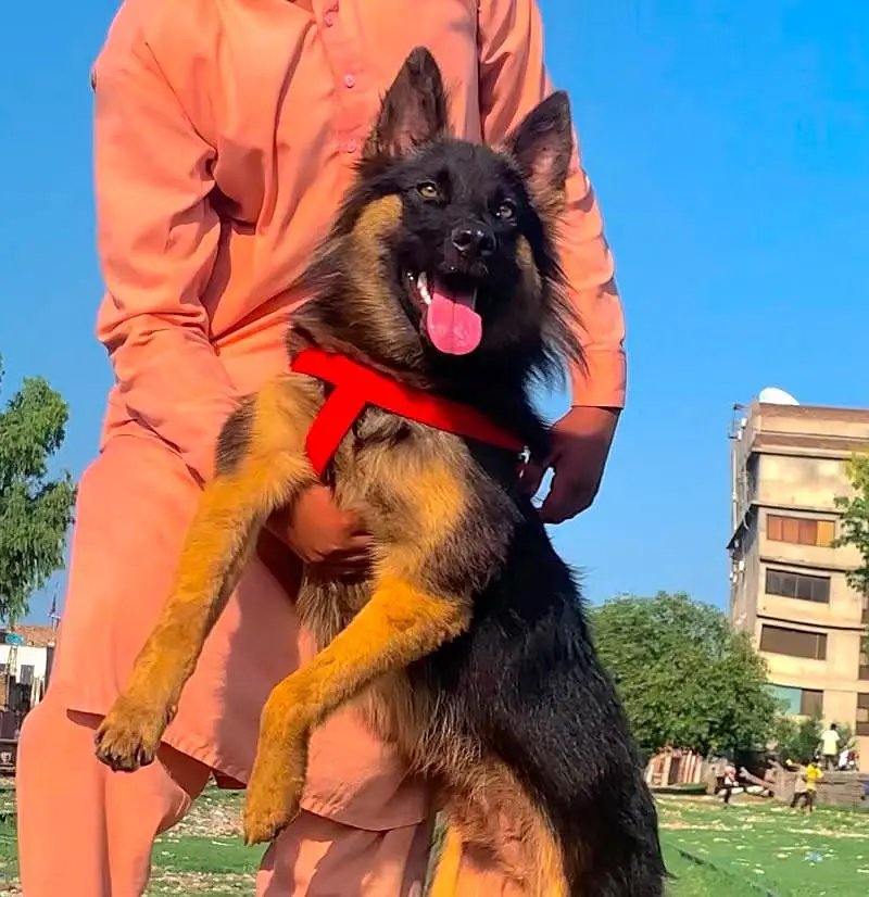 German Shepherd Dabal coat Male for sale available — photo 2