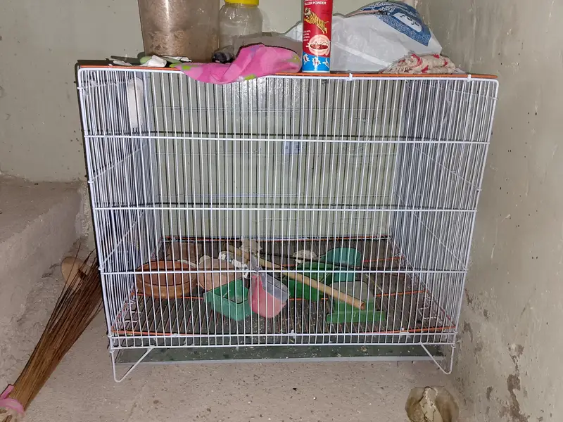Birds cages — photo 3