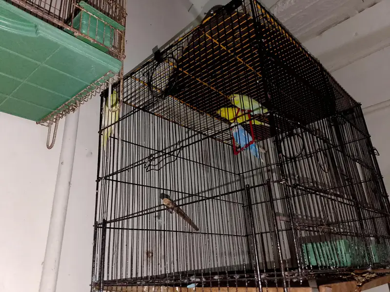 Birds cages — photo 4