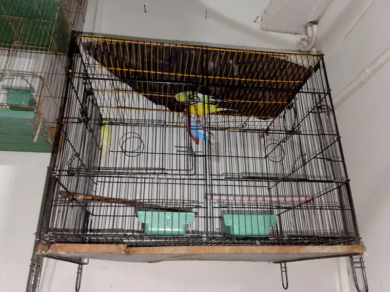 Birds cages — photo 6