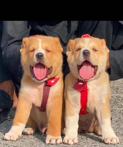 afghan Kuchi dog male female for sale available