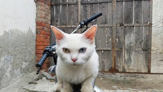 cute persian cat
