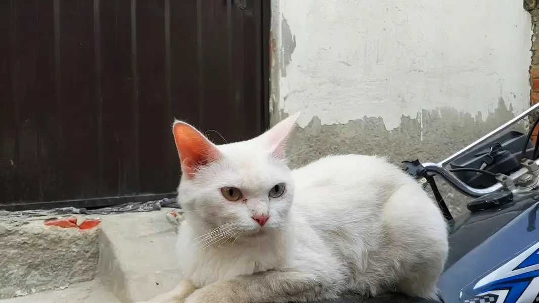 cute persian cat — photo 2
