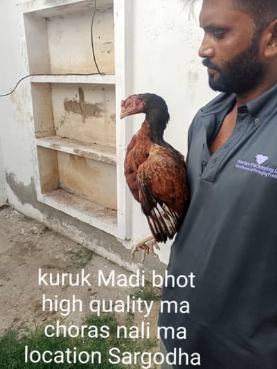 bhot he achi Madi h high quality ma chores nali ma h location Sargodha