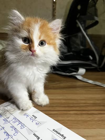 Persian Kitten