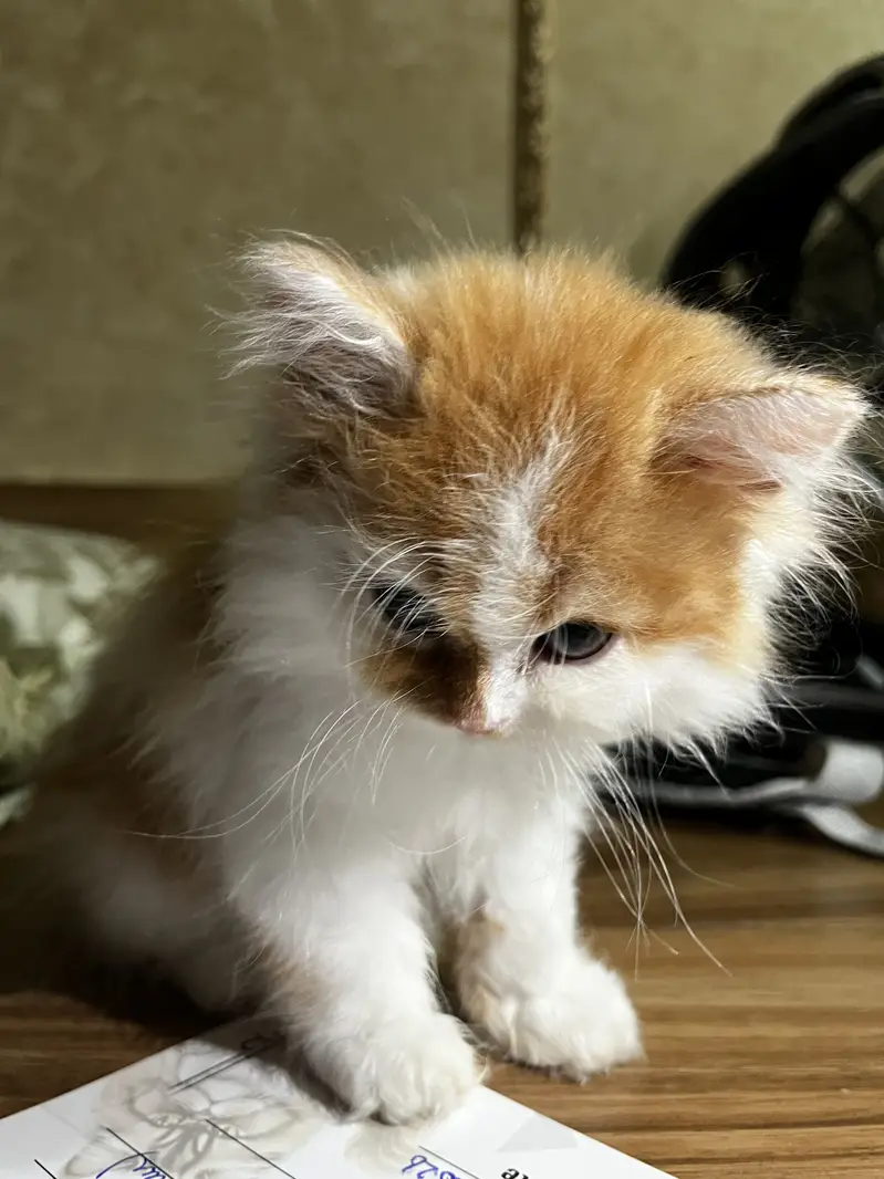 Persian Kitten — photo 2