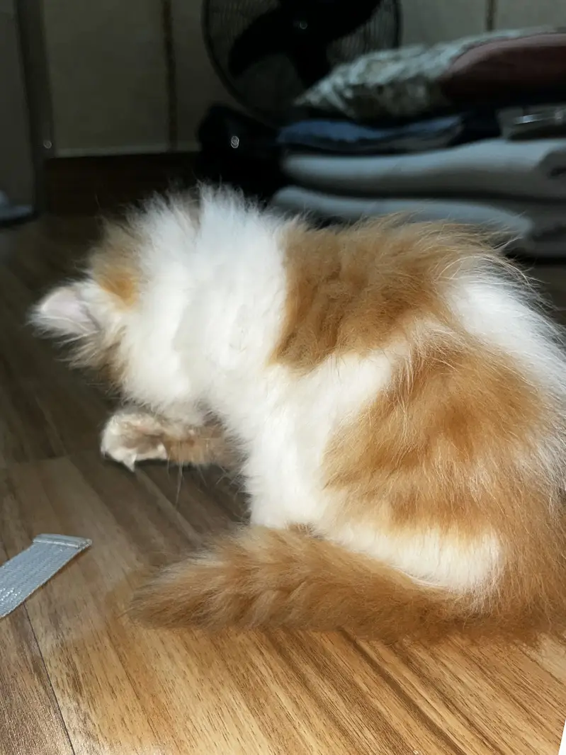 Persian Kitten — photo 3