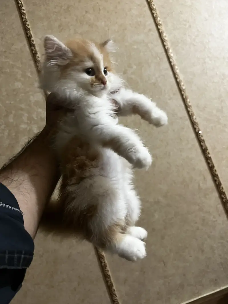 Persian Kitten — photo 4