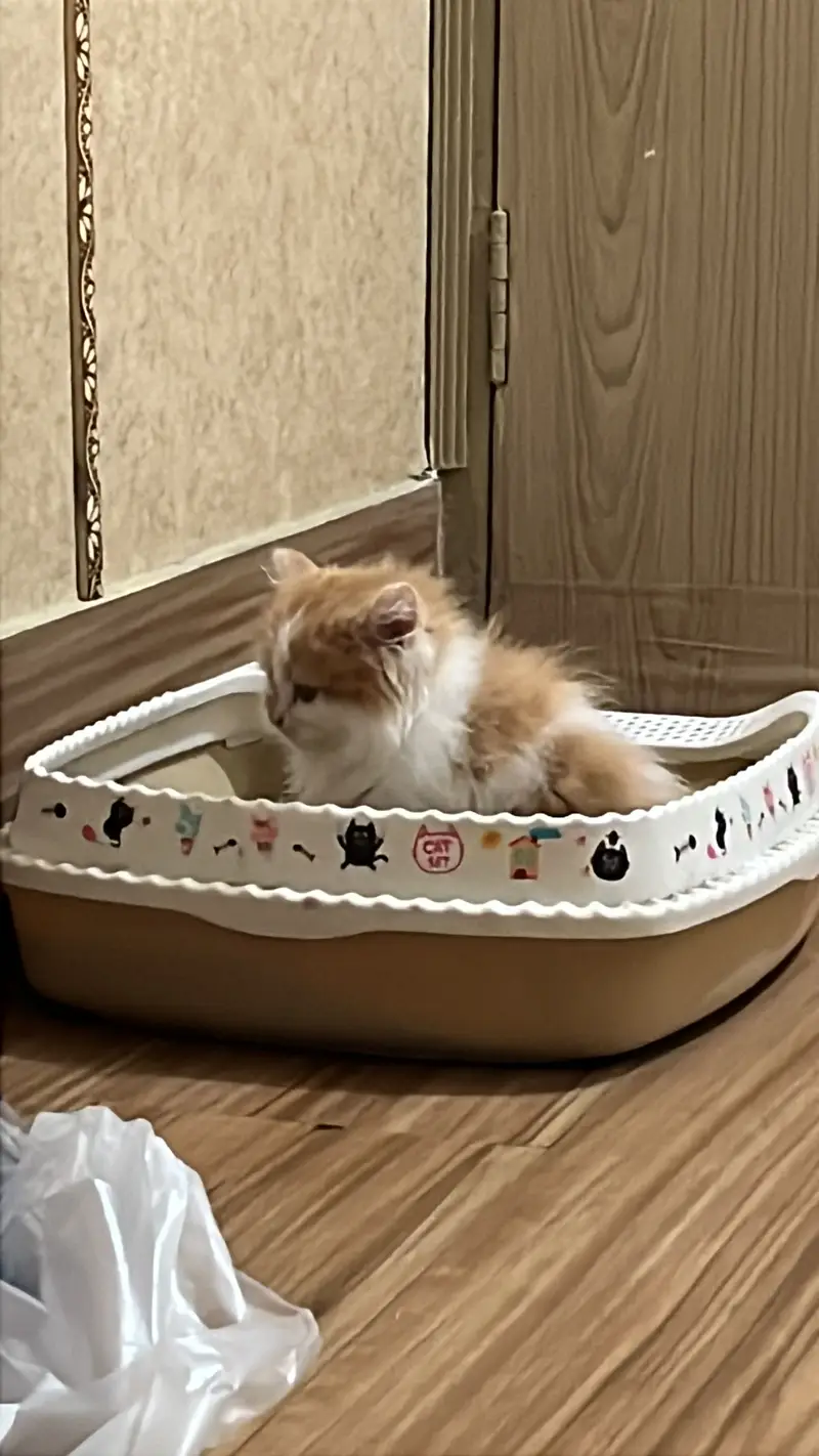Persian Kitten — photo 5