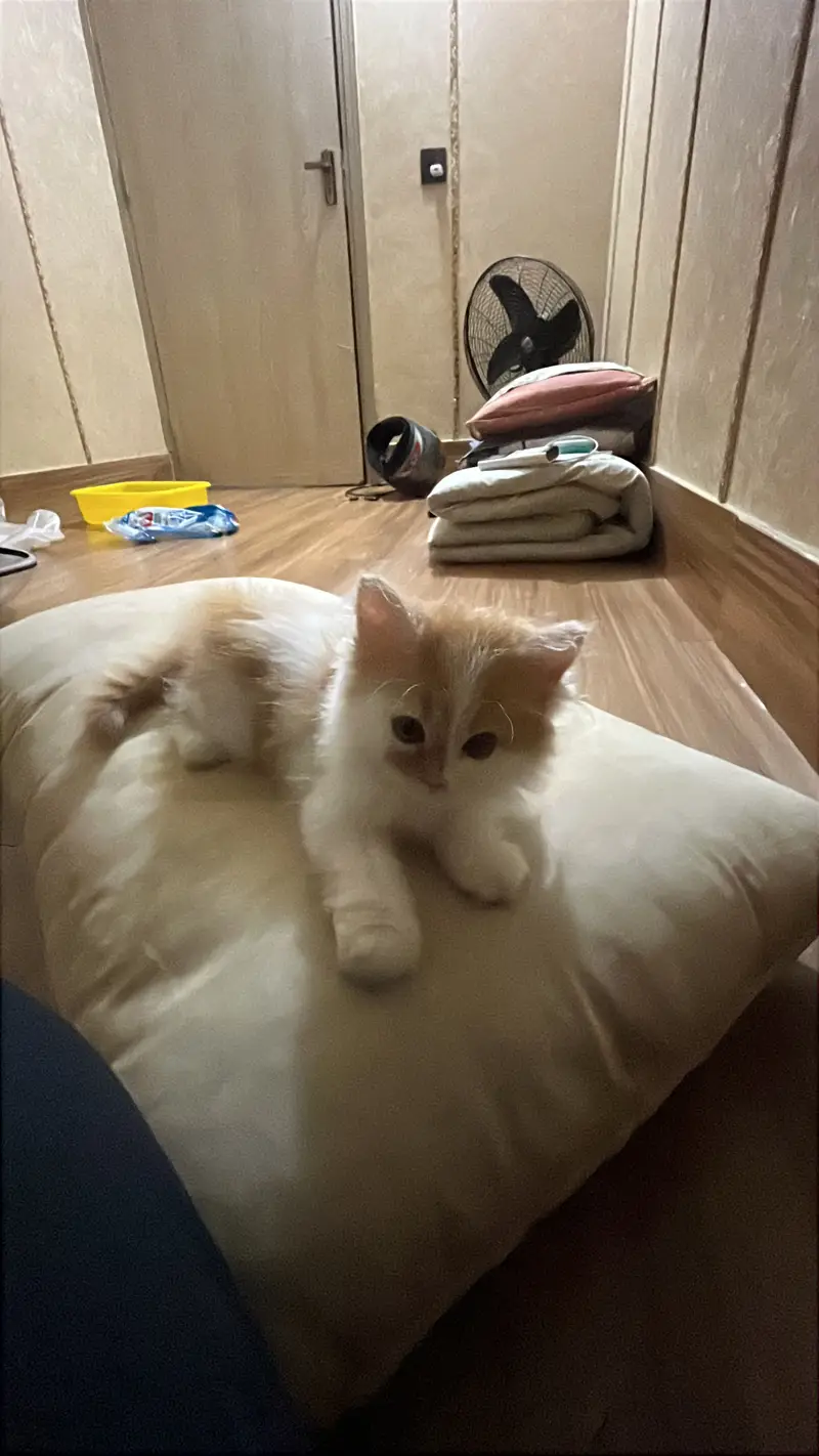 Persian Kitten — photo 6
