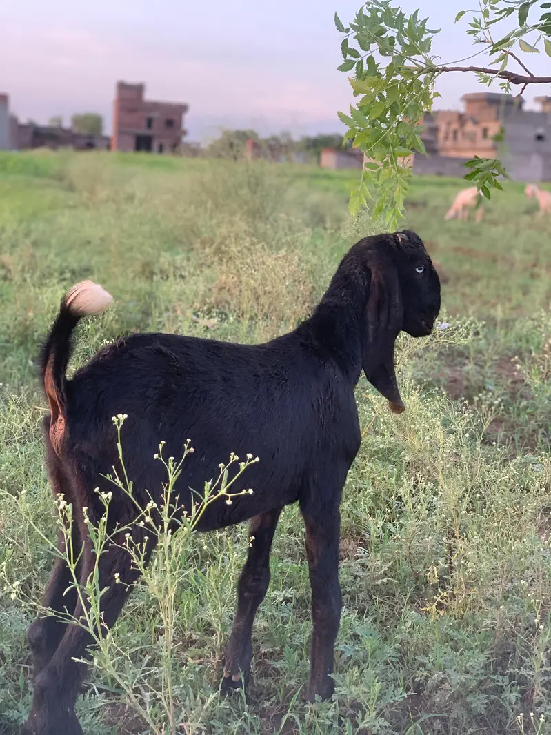 Top Quality Amritsari Male For Sale