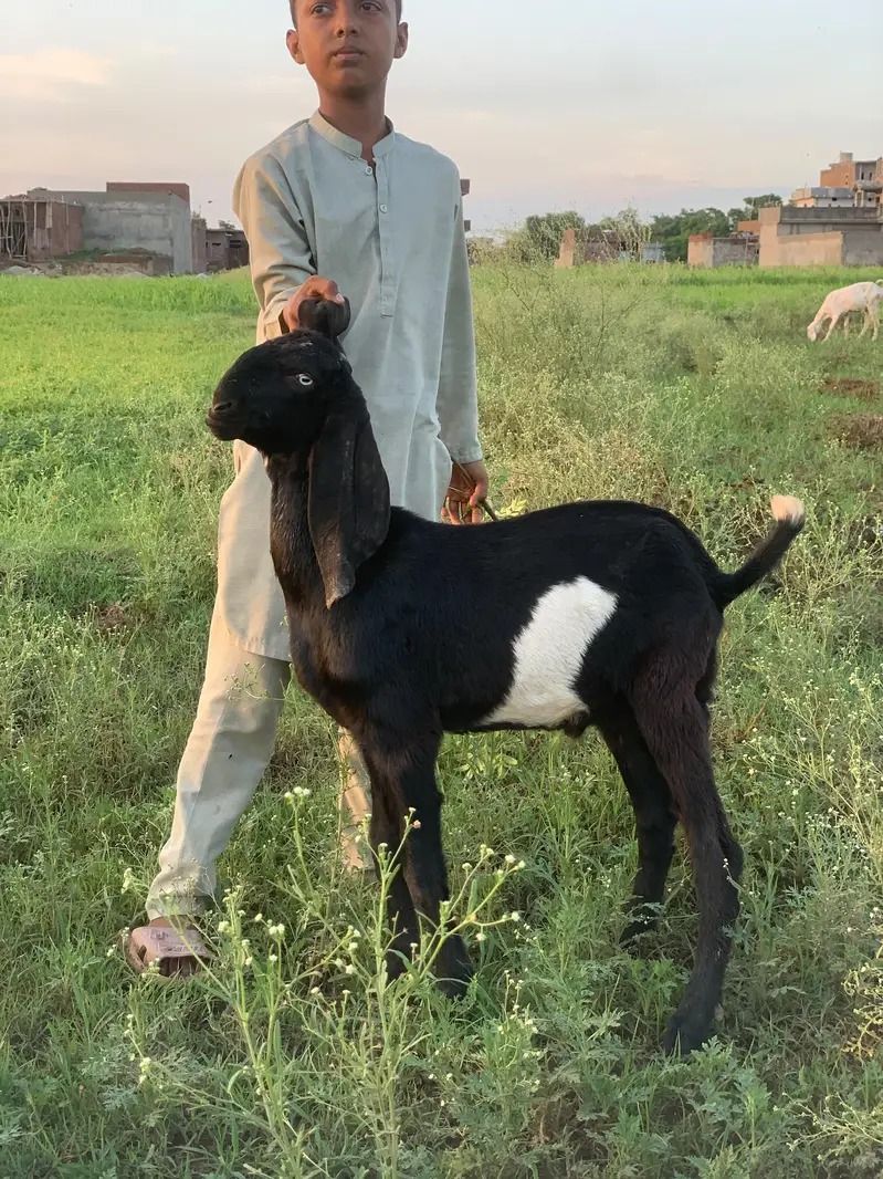 Top Quality Amritsari Male For Sale — photo 2