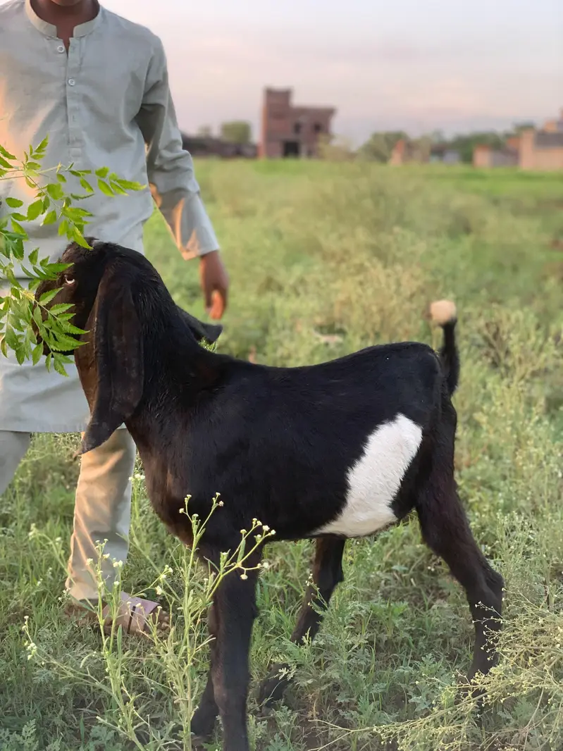 Top Quality Amritsari Male For Sale — photo 3