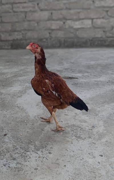 2 female for sale