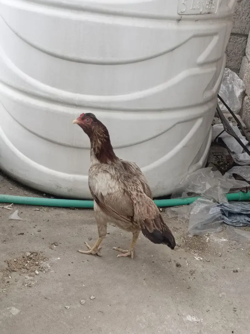 2 female for sale — photo 2