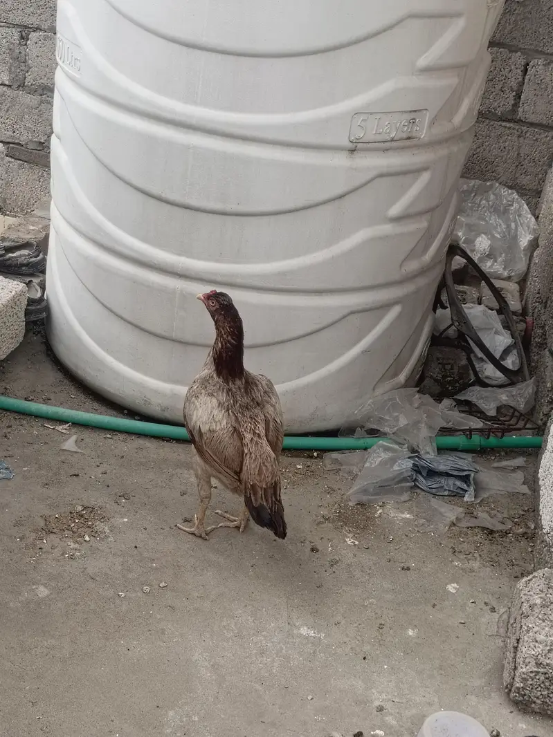 2 female for sale — photo 3
