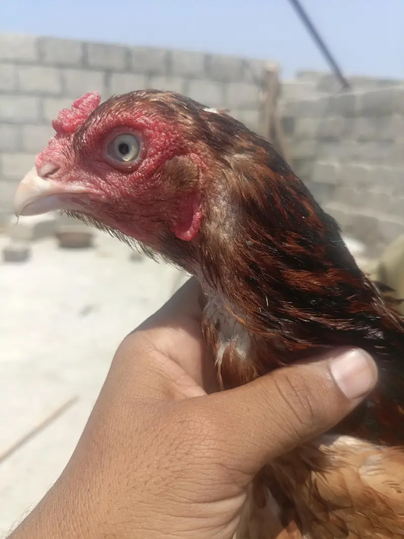 2 female for sale — photo 4