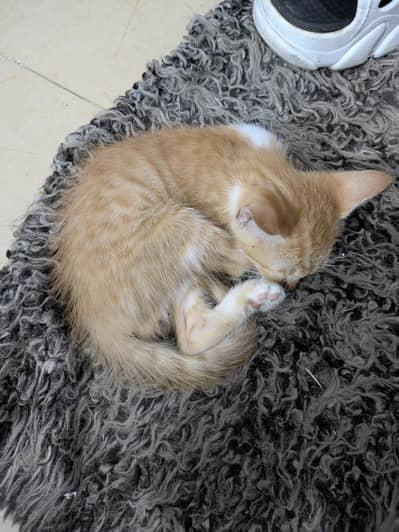 Persian Baby's Cat