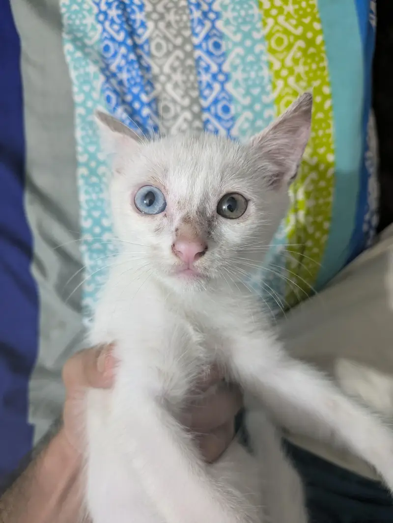 Persian Baby's Cat — photo 2