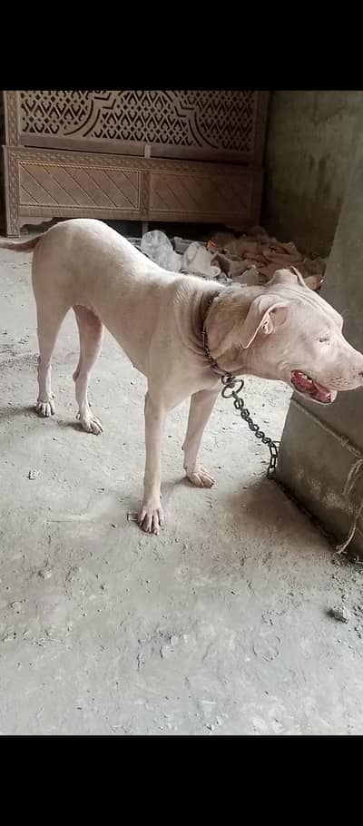 gultear dogi ha buhot achi nasal ki ha jis bahi ko samaj aye rabta kar