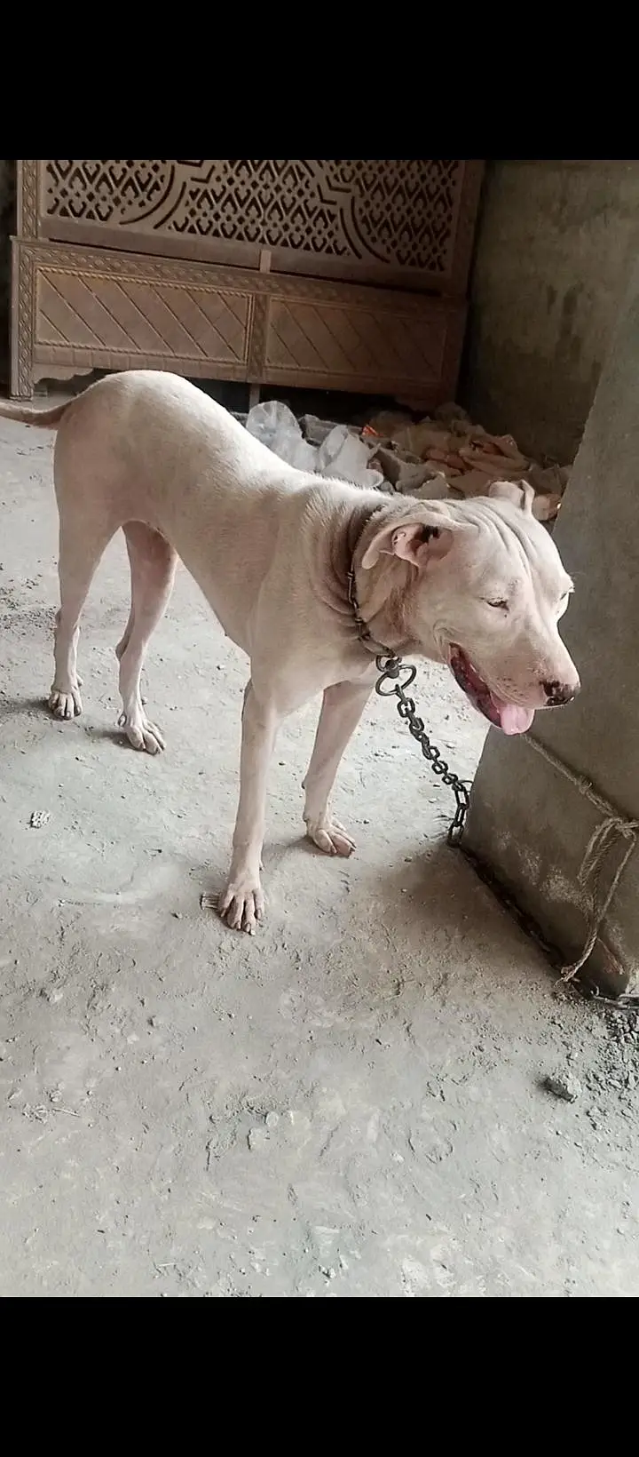 gultear dogi ha buhot achi nasal ki ha jis bahi ko samaj aye rabta kar — photo 2