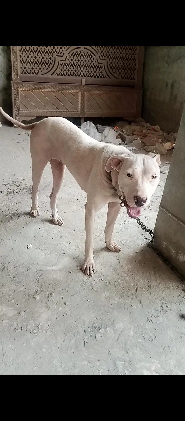 gultear dogi ha buhot achi nasal ki ha jis bahi ko samaj aye rabta kar — photo 3