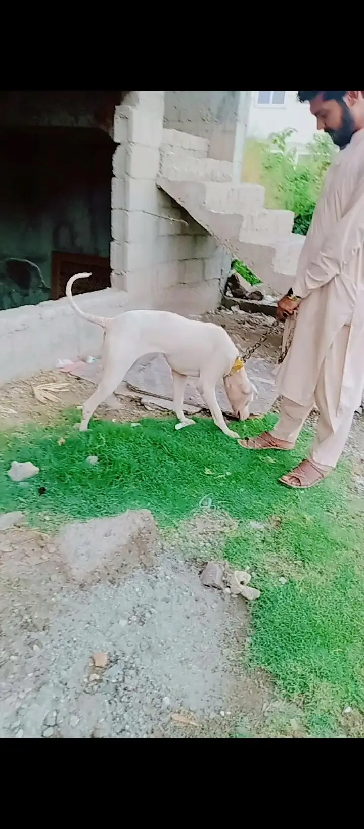 gultear dogi ha buhot achi nasal ki ha jis bahi ko samaj aye rabta kar — photo 4