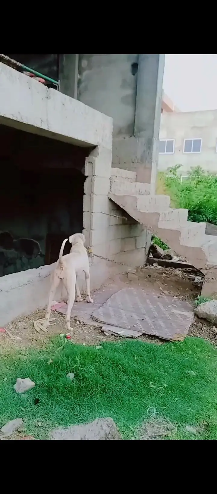 gultear dogi ha buhot achi nasal ki ha jis bahi ko samaj aye rabta kar — photo 5