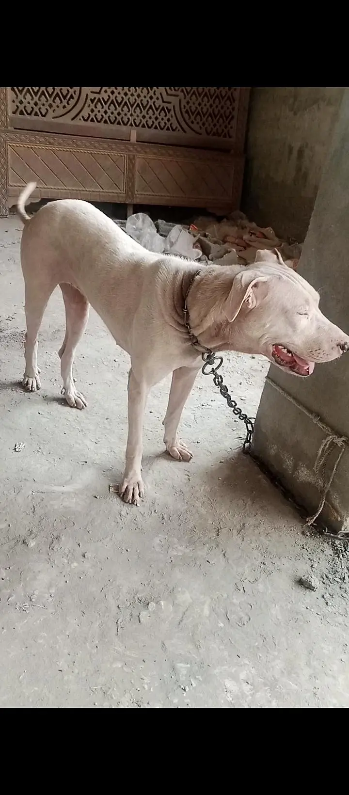 gultear dogi ha buhot achi nasal ki ha jis bahi ko samaj aye rabta kar — photo 6