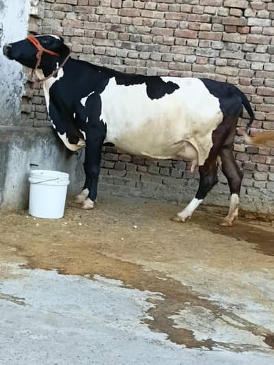 گاے برائے فروخت