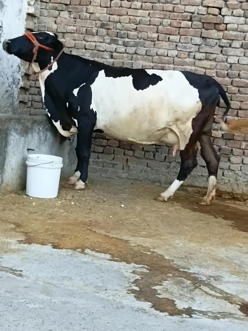 گاے برائے فروخت
