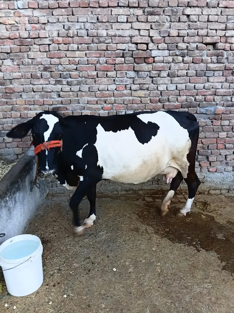 گاے برائے فروخت — photo 2