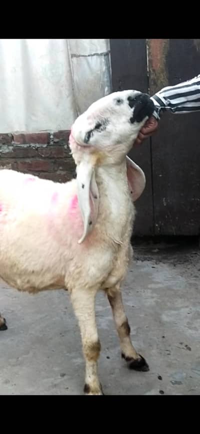 dasi  sheep gaban 03098289032