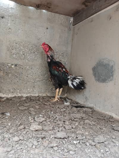 Mianwali male aseel